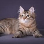 620 Odissey Siberian male kitten