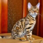 161 Lionel purebred Bengal male kitten
