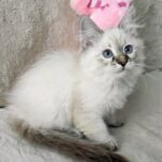 79 Dezdemona Siberian female kitten