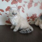 Princess Siberian female kitten