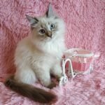 Margarita Siberian female kitten