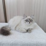 Xandrey Siberian male kitten