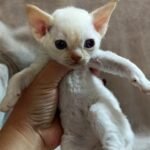 525 Dorian male kitten Devon Rex