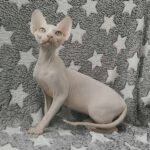 Nefertaty female Sphinx kitten