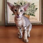 183 Betty Oriental female kitten