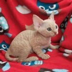 Mars male kitten Devon Rex