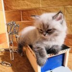 Patrick Siberian male kitten