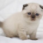Vegas Scottish fold shorthair male kitten