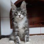 789 Sandra Maine Coon female kitten