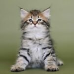 70 Centurion Siberian male kitten