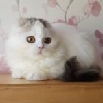 290 Quatro Scottish fold longhair male kitten