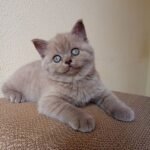 Smith British shorthair male kitten