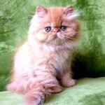112 Xandra Persian female kitten