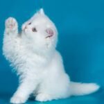 Winter Cherry Scottish straight longhair female kitten