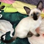 344 Dana Siamo Oriental female kitten