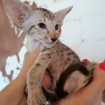 300 Karlar Oriental male kitten