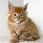 775 Dante Maine Coon male kitten