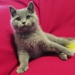 527 Xavier British shorthair male kitten