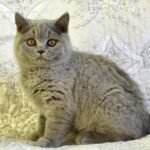 119 Fraser British shorthair male kitten