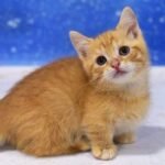 539 Kent Munchkin male kitten
