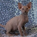 228 Baxter Peterbald male kitten