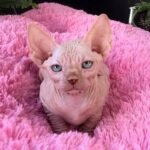 235 Flora female Sphinx kitten