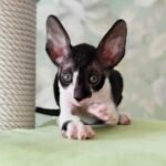 194 Stepa male kitten Cornish Rex