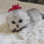 492 Cherry Scottish fold longhair female kitten