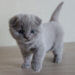 532 Dior Scottish fold shorthair male kitten