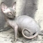 333 Pamela female Sphinx kitten