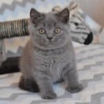 Roberto British shorthair male kitten