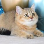 221 Dan British shorthair male kitten