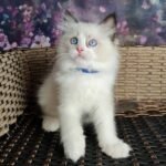 95 George Ragdoll male kitten