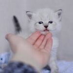 75 Dameron Siberian male kitten