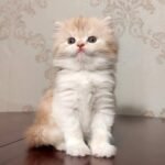 180 Nabu Scottish straight longhair male kitten