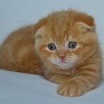 Kubik Scottish fold shorthair male kitten