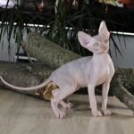 Tutankhamun male Sphinx kitten