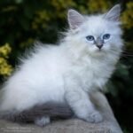 461 Alex Siberian male kitten