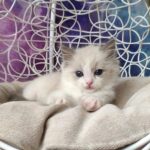 Tim Ragdoll male kitten