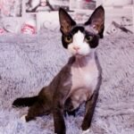 Jynn male kitten Devon Rex