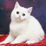 613 Ronny Scottish straight shorthair male kitten