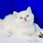 265 Larsen Scottish straight shorthair male kitten