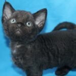 Cecilia female kitten Devon Rex