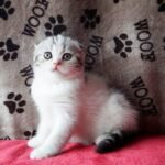 Bonya Scottish fold shorthair female kitten