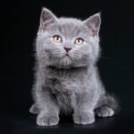 310 Upg Munchkin shorthair male kitten