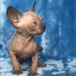 311 Pamir male Sphinx kitten