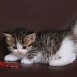 348 Museta Munchkin female kitten
