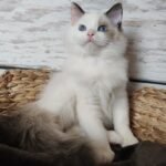 509 Korzhik Ragdoll male kitten