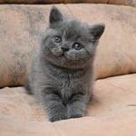 361 Vegas British shorthair male kitten