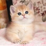 258 Yachont British shorthair male kitten